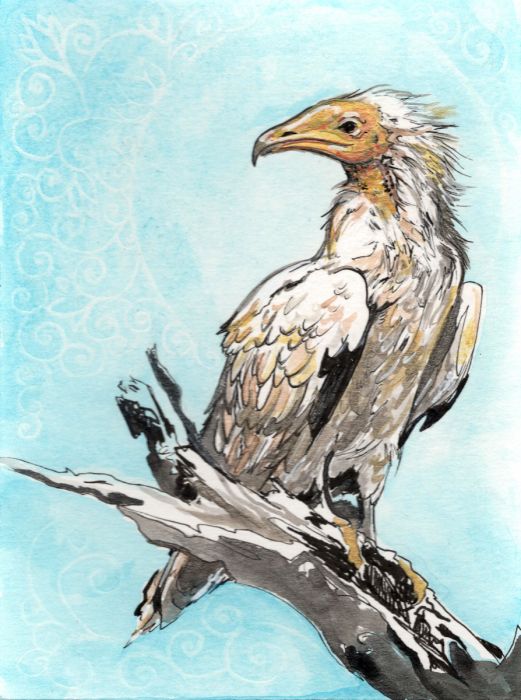 Egyptian Vulture by Kathy Nutt